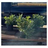 3 Rosy Lavender Rhododendron Plants