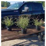 4 Fragrant Purple Butterfly Bush Plants