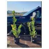 2 White Royal Star Magnolia Plants