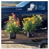 4 Mixed Colors Cheyenne Coneflower Plants