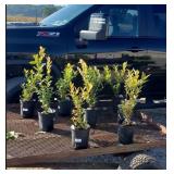 9 Polaris Blueberry Plants