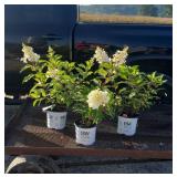 3 Pinky Winky Sun Hydrangea Plants