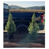 2 Dwarf Alberta Spruce Trees