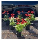 6 Dwarf Salsa Red Coneflower Plants