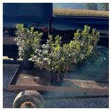 3 Purple PJM Rhododendron Plants