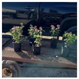 6 Pink Hot Lips Turtlehead Plants