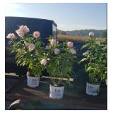 3 Hardy Pink Ballet Slippers Hibiscus Plants