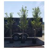 2 Fall Red Sun Valley Maple Trees