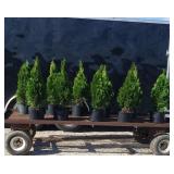 10 Emerald Green Arborvitae Plants