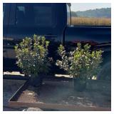 2 Purple PJM Rhododendron Plants