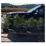 11 Norway Spruce Plants