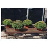 4 Rihanna Red Daisy Garden Mum Plants