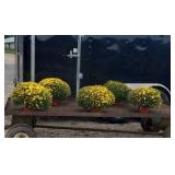 5 Yellow Chelsey Garden Mum Plants
