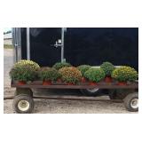 9 Assorted Color Garden Mum Plants