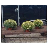 3 Chelsey White Garden Mum Plants