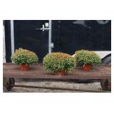 3 Dazzling Stacey Orange Garden Mum Plants