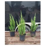 3 Upright Greel Juniper Plants