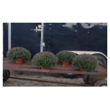 4 Mila Red Garden Mum Plants