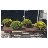 4 Arluno Yellow Garden Mum Plants