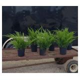 6 Sea Green Spreader Juniper Plants