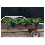 6 Blue Wales Groundcover Juniper Plants