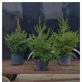 3 Norway Spruce Plants