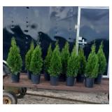 10 Emerald Green Arborvitae Plants