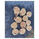 11-Black Locust Cookies