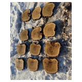 12-Black Locust Cookies