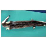 Otter Pelt