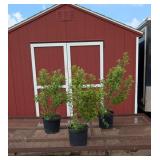 3 White Pussywillow Plants