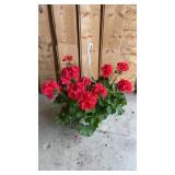 Orange Splash Geranium Hanging Basket