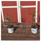 2 Purple Happy Jack Clematis Plants