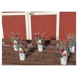 5 Red Maraschino Cherry Dianthus Plants