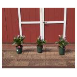 3 Annual Purple Beat Calla Lily Plants