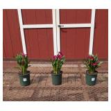 3 Annual Red Royal Valentine Calla Lily Plants