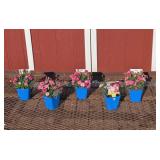 5 Dwarf Pink I Love You Dianthus Plants