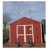 2 Sugar Maple Trees