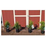 4 Green Mountain Boxwood Plants