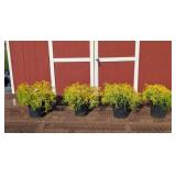 4 Gold Mop Cypress Plants
