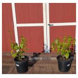 2 Betty Pink Tulip Magnolia Plants