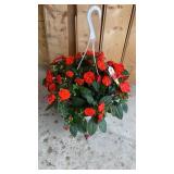Vigorous Orange Improved Hanging Basket
