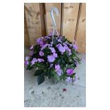 Vigorous Impatien Hanging Basket