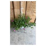 Purple Petunia Hanging Basket