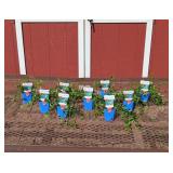 9 Periwinkle Blue Bowles Groundcover Vinca Plants