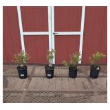 4 Sweetheart Double Pick Blueberry Plants