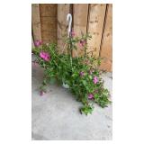 Petunia Hanging Basket