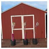 3 Honey Crisp Apple Trees