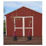 2 Granny Smith Apple Trees