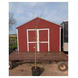 Everbearing Mulbery Tree